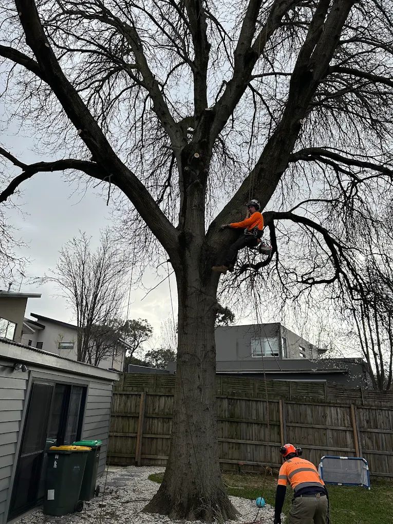 Cloud Tech Digital | I&M Tree Services
