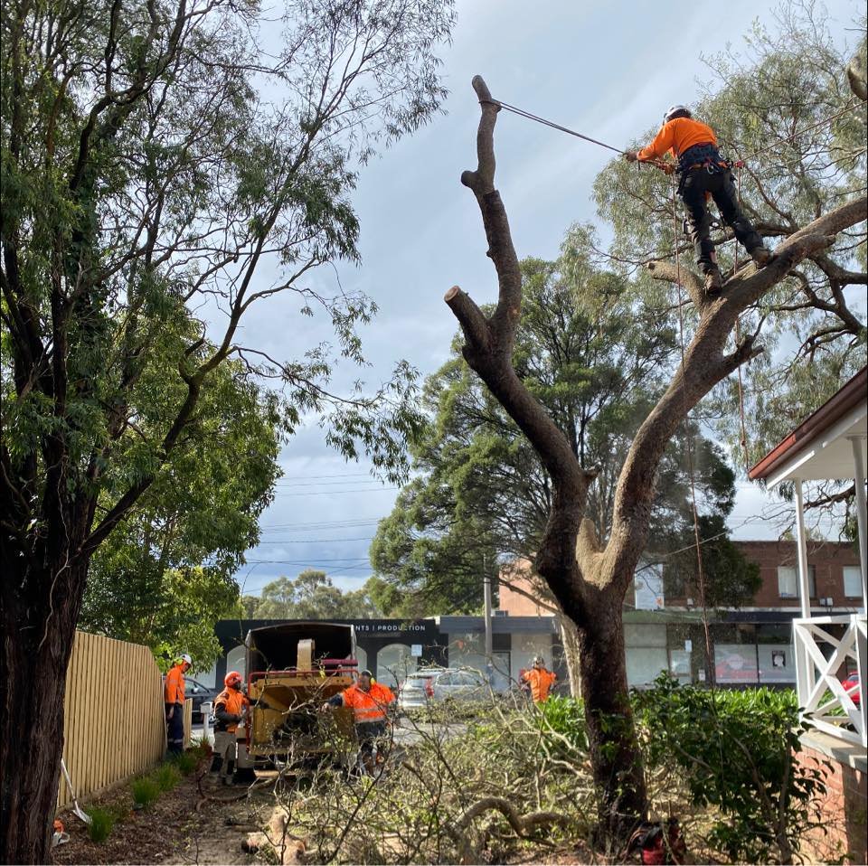 Cloud Tech Digital | INM Tree Services